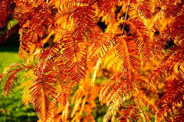 20 DAWN REDWOOD Tree Metasequoia Glyptostroboides Conifer Seeds